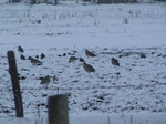 SX12030 Curlews in the snow (Numenius arquata).jpg